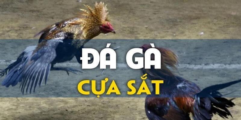 đá gà cựa sắt trên 12bet