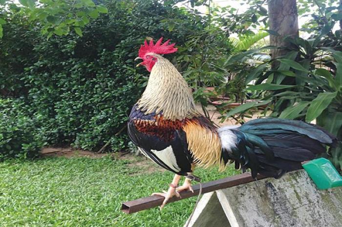 Giá trị kinh tế và văn hóa của 12bet Đá Gà Tre